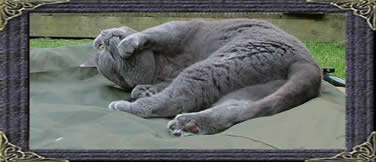 British Blue Cats