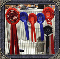 British Shorthaired Show Cat Breeder